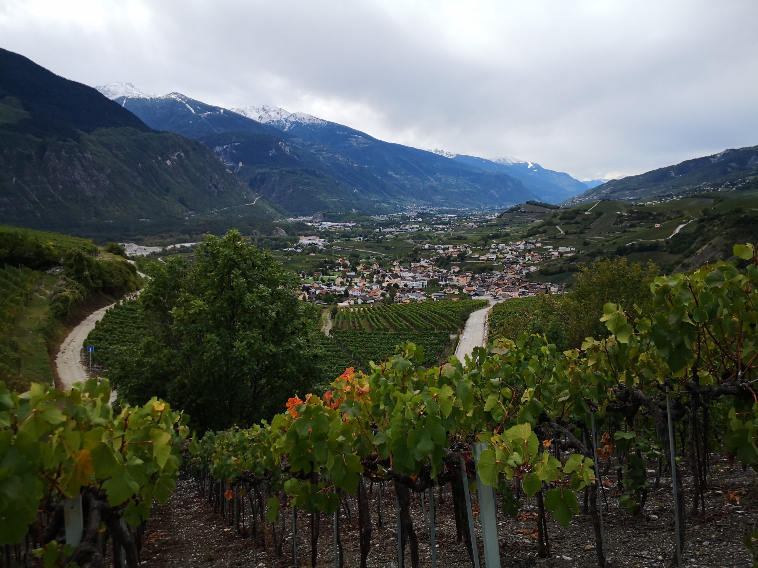 Freie Foto Weinberge Wallis - cc ch-info.ch